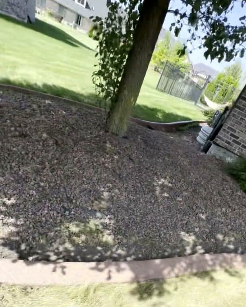 Concrete curbing: tree rings