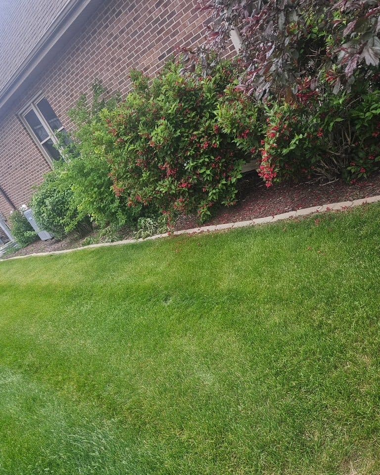 Mulch bed around shrubs