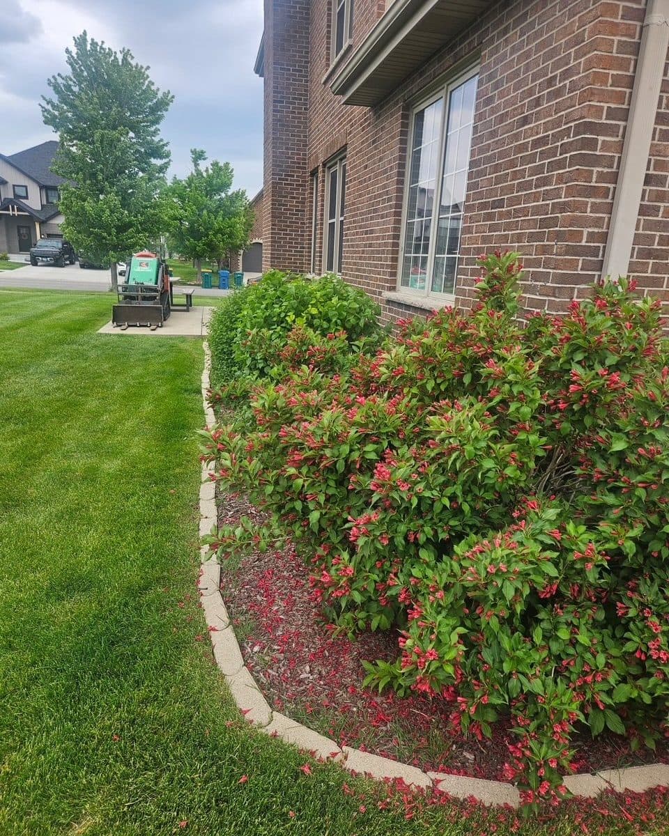 Freshly trimmed shrubs along a landscape bed in the Manhattan, IL area