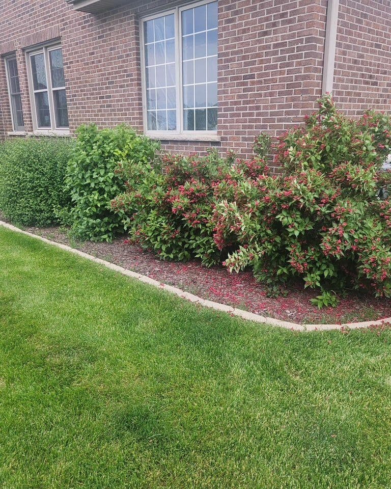 Shaped foundation shrubs