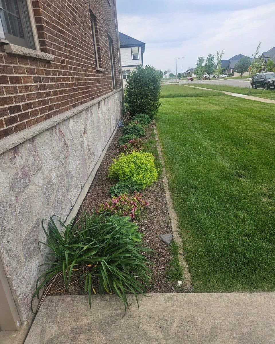 Foundation planting beside a walk
