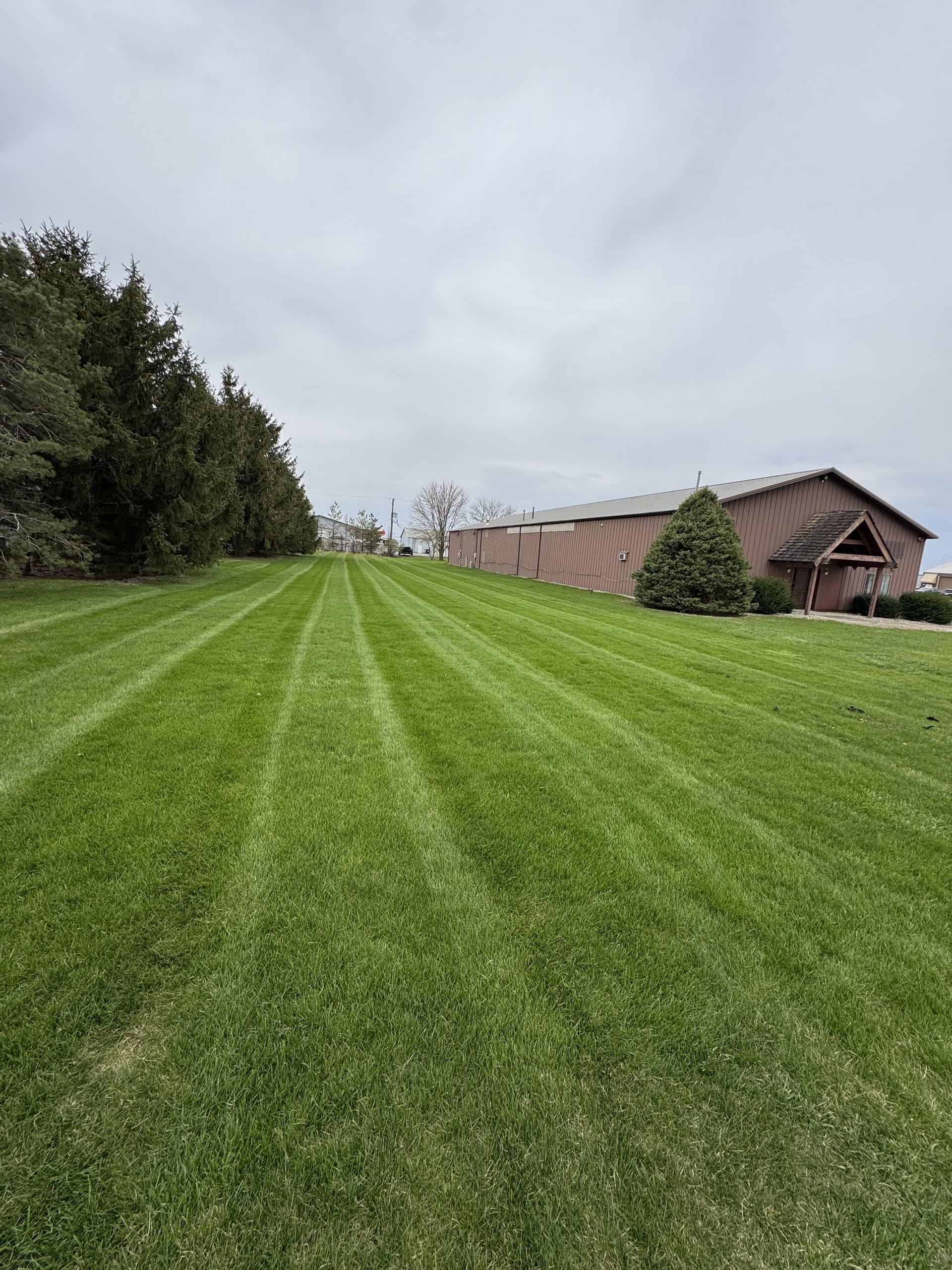 Thick, healthy green lawn with fresh stripes beside mature evergreens
