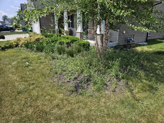 Weedy, bare front landscape bed before renovation