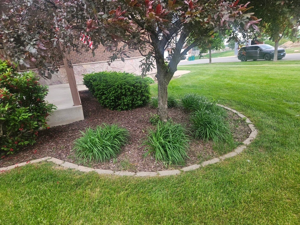 Clean, mulched landscape bed beneath an ornamental tree with a debris-free lawn